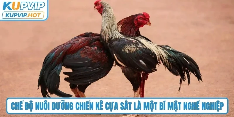Chế độ nuôi dưỡng chiến kê cựa sắt là một bí mật nghề nghiệp của mỗi sư kê