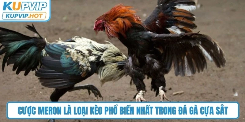 Cược Meron là loại kèo phổ biến nhất trong đá gà cựa sắt