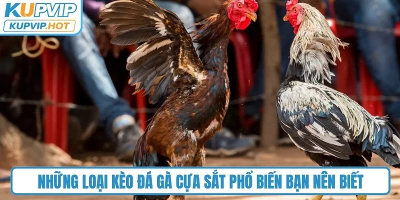 Những loại kèo đá gà cựa sắt phổ biến bạn nên biết 
