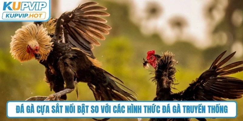Đá gà cựa sắt nổi bật so với các hình thức đá gà truyền thống