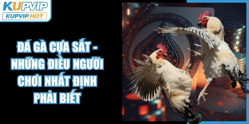 Đá Gà Cựa Sắt - Những Điều Người Chơi Nhất Định Phải Biết