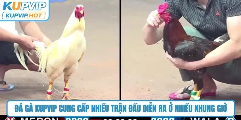 Đá gà KUPVIP cung cấp nhiều trận đấu diễn ra ở nhiều khung giờ khác nhau