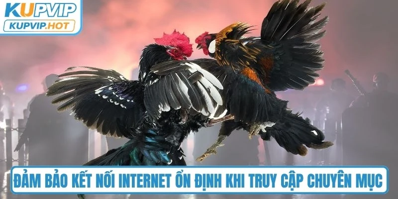 Đảm bảo kết nối Internet ổn định khi truy cập chuyên mục đá gà tại KUPVIP