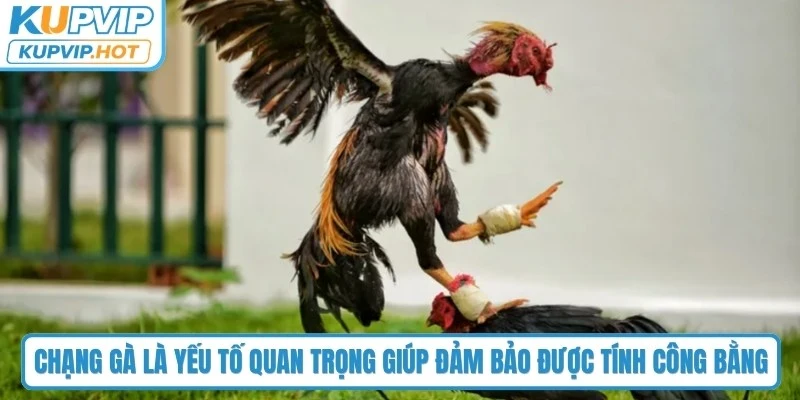 Chạng gà là yếu tố quan trọng giúp đảm bảo được tính công bằng 