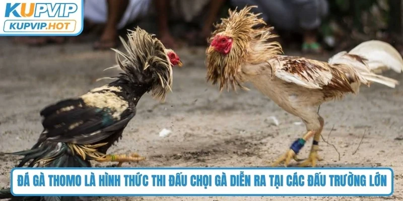 Đá gà Thomo là hình thức thi đấu chọi gà diễn ra tại các đấu trường lớn 