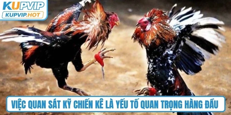 Việc quan sát kỹ chiến kê là yếu tố quan trọng hàng đầu khi chơi đá gà Thomo 