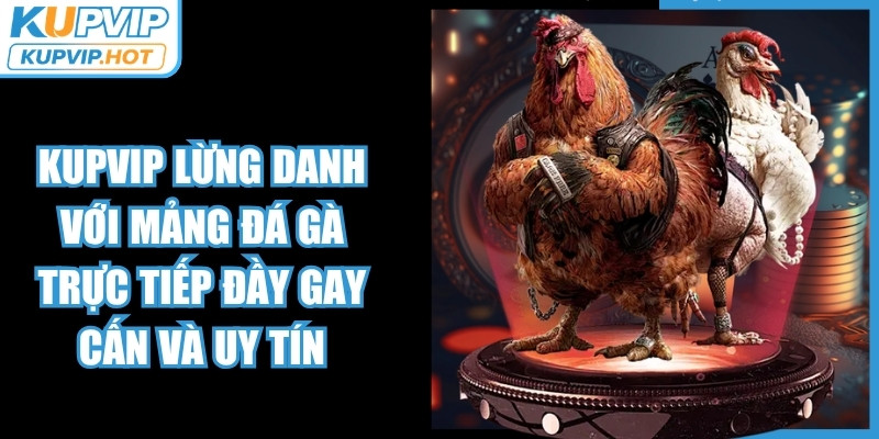 KUPVIP lừng danh với mảng đá gà trực tiếp đầy gay cấn và uy tín